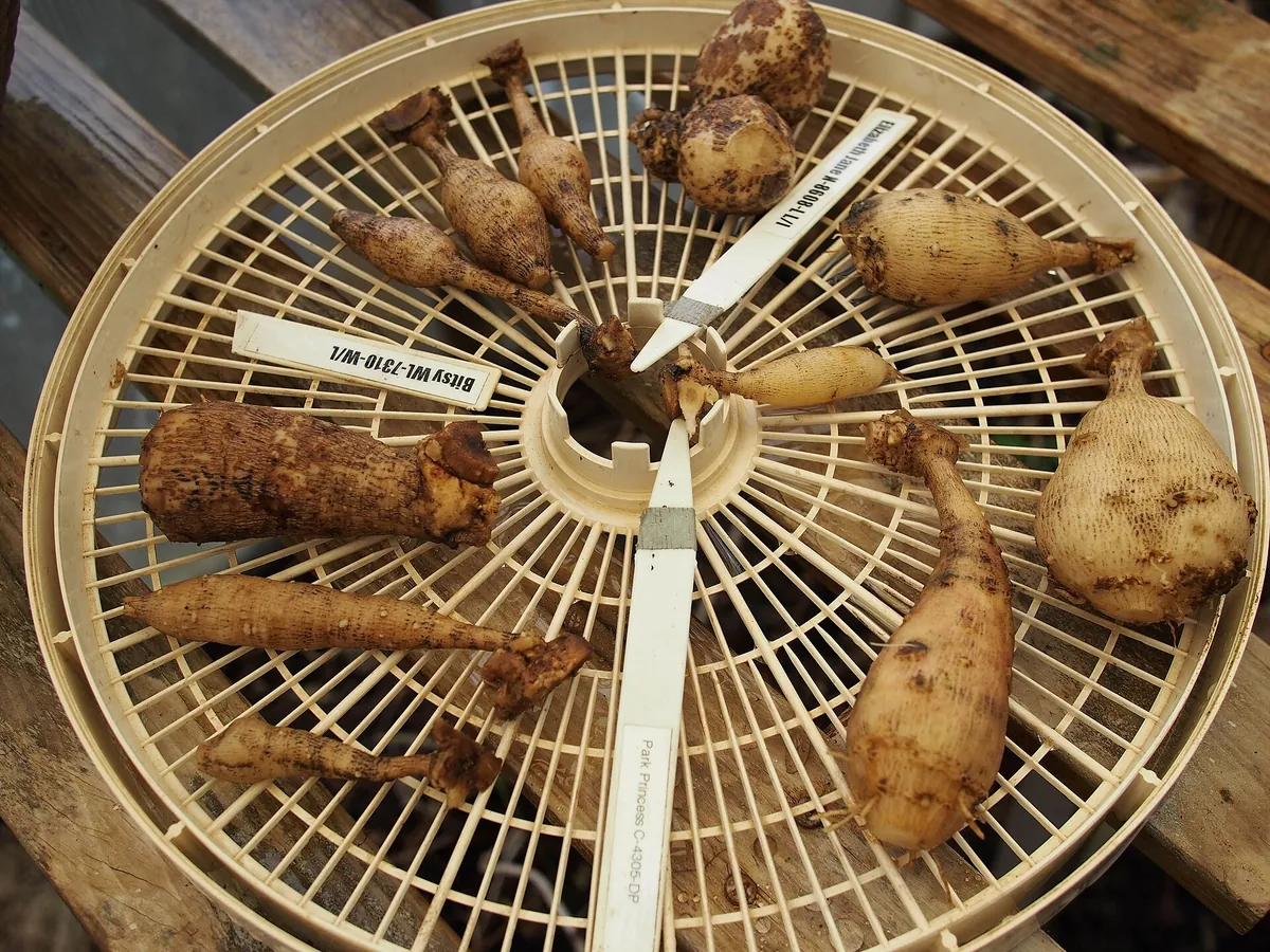 Dahlia tubers cleaned and labeled on a drying rack.