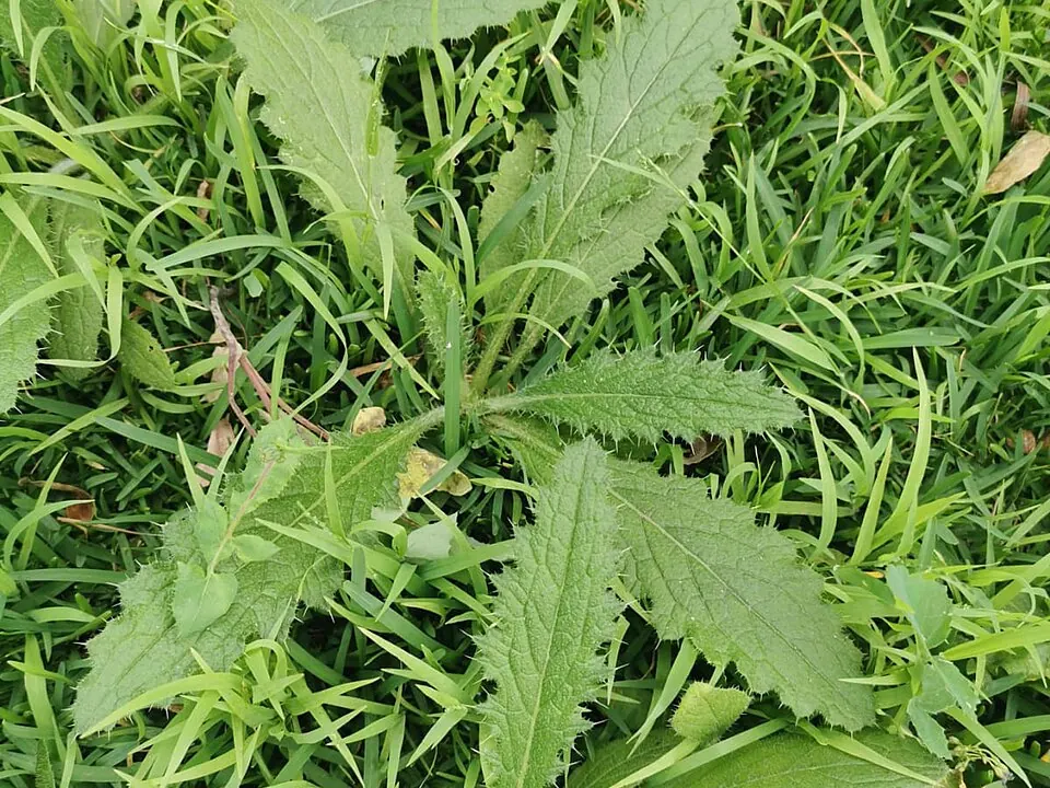 A broadleaf weed rosette growing in a lawn.