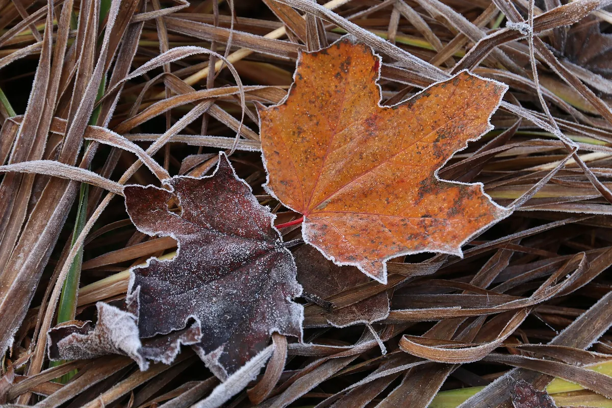 Fallen maple leaves edged in hoarfrost.