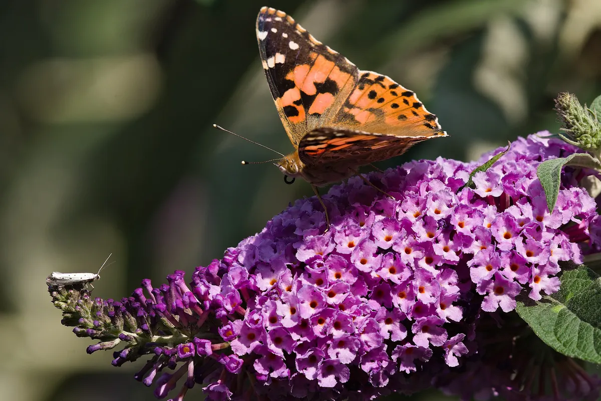 A painted lady butterfly on purple butterfly bush flowers.