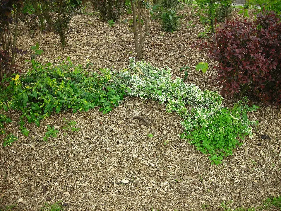 Wood-chip mulch covering the soil between low shrubs and groundcovers in a planted bed.