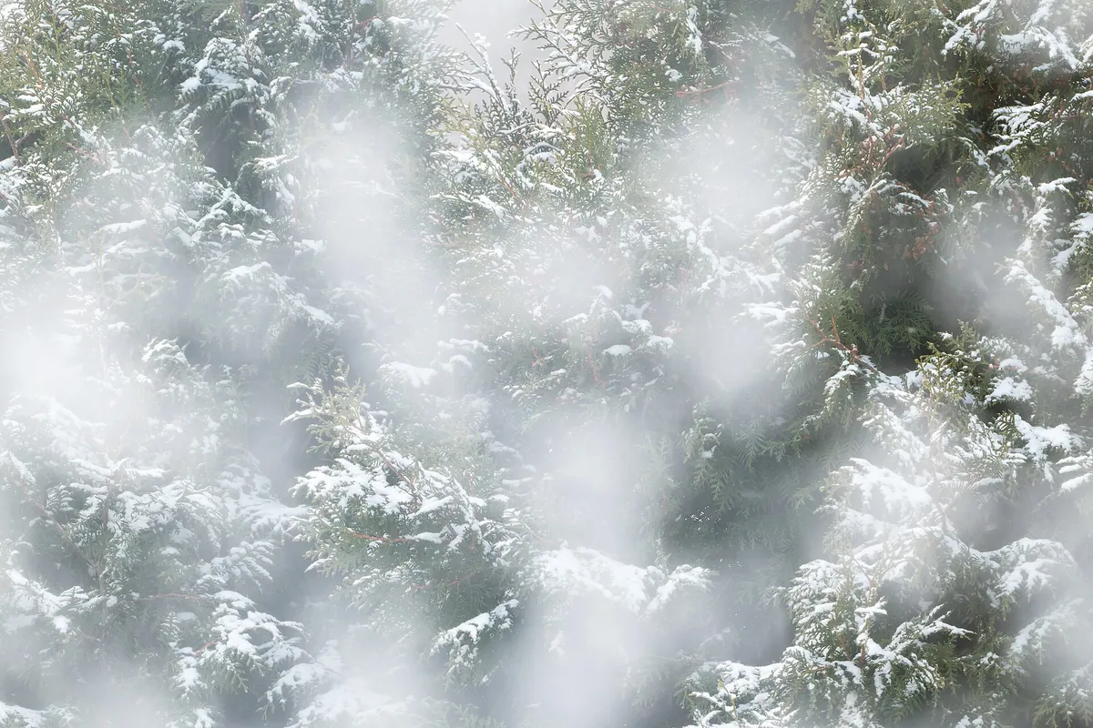 Snow falling on American arborvitae.