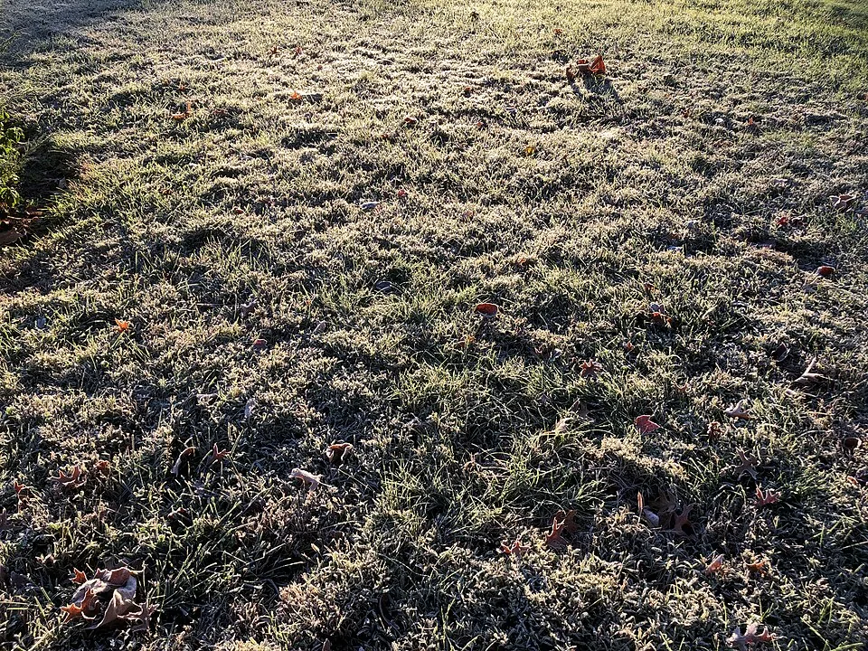 Morning frost on a lawn scattered with fallen leaves.