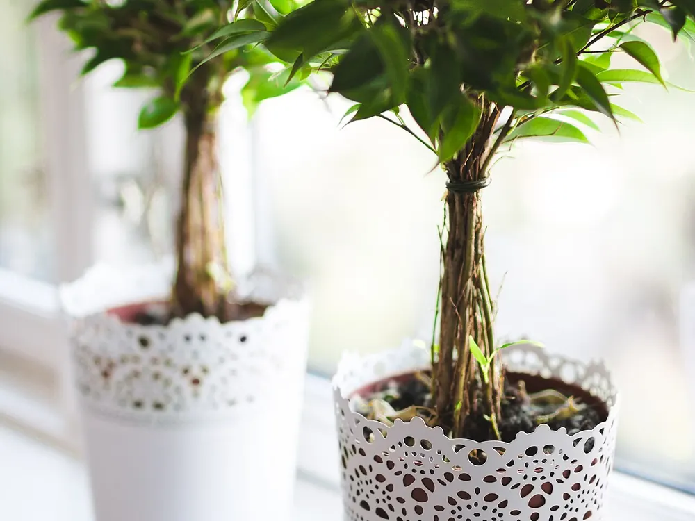 Two potted ficus trees in a bright window.