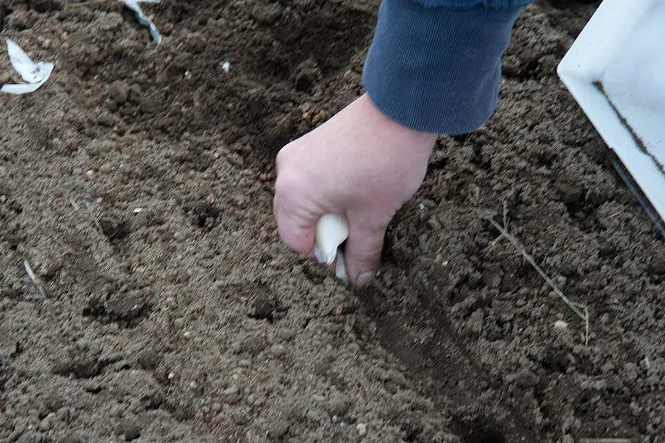 A gardener pushing a garlic clove into loose soil.