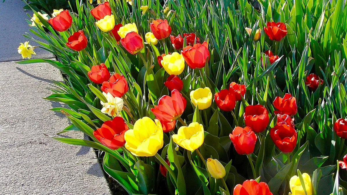 A garden bed of red and yellow tulips in bloom.