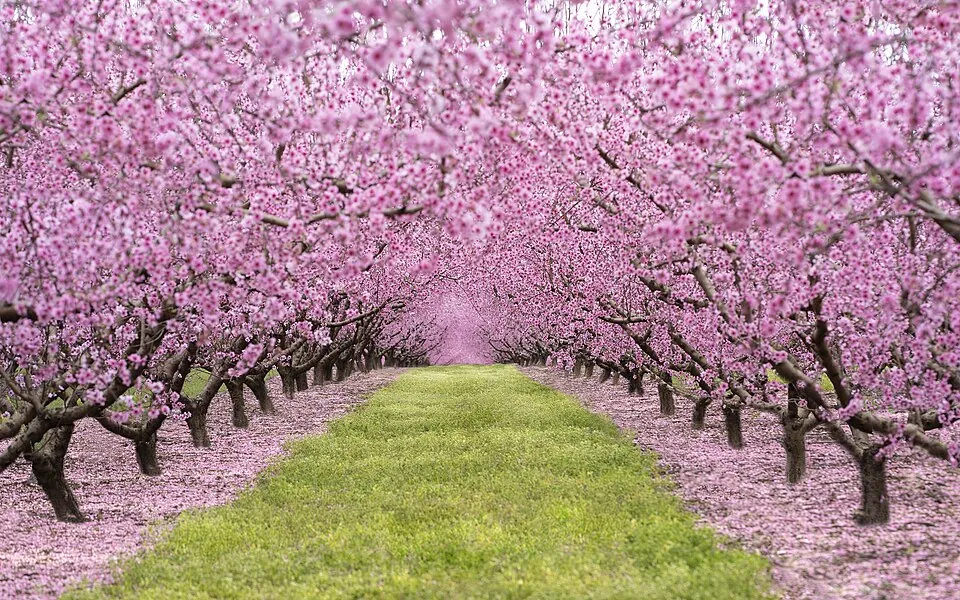 Rows of pruned peach trees in full pink bloom in an orchard.