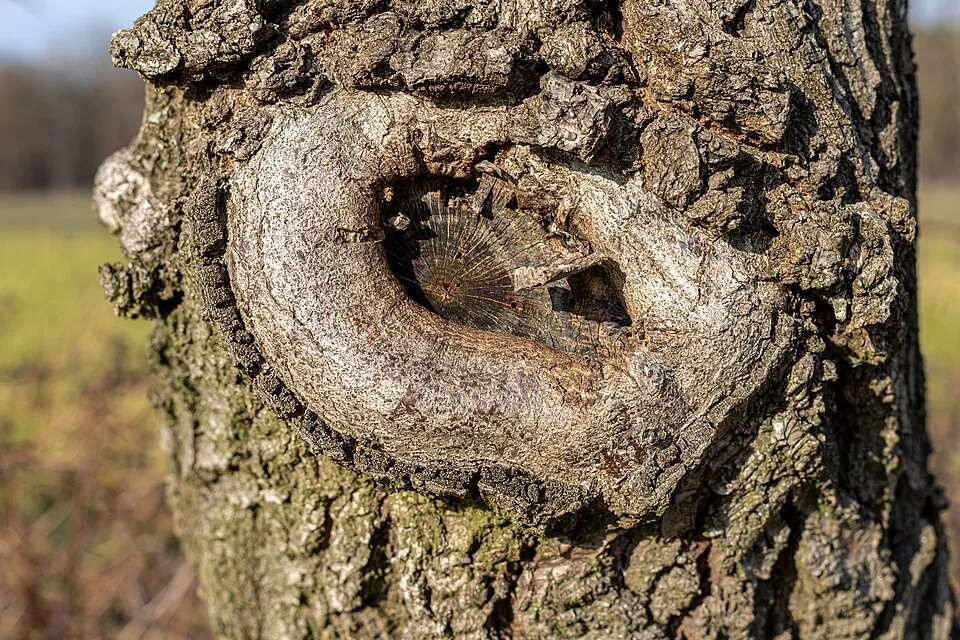 Old pruning cut on a tree trunk, sealed over by a ring of new wood.