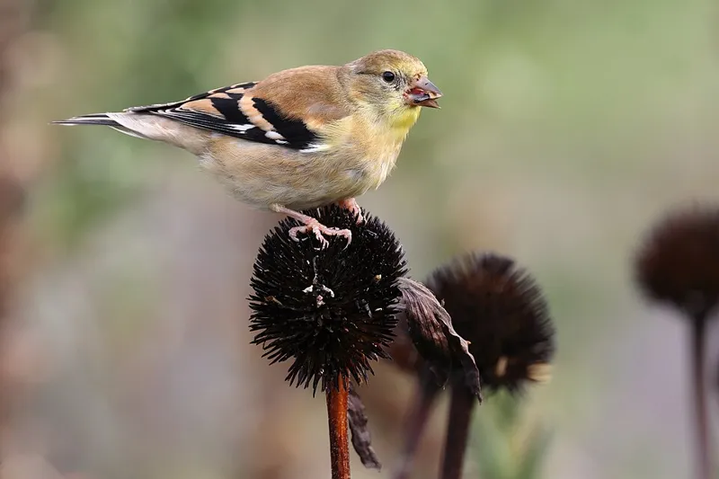 American goldfinch eating seed from a coneflower left standing