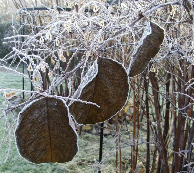 Frost outlining leaves on a clear autumn morning