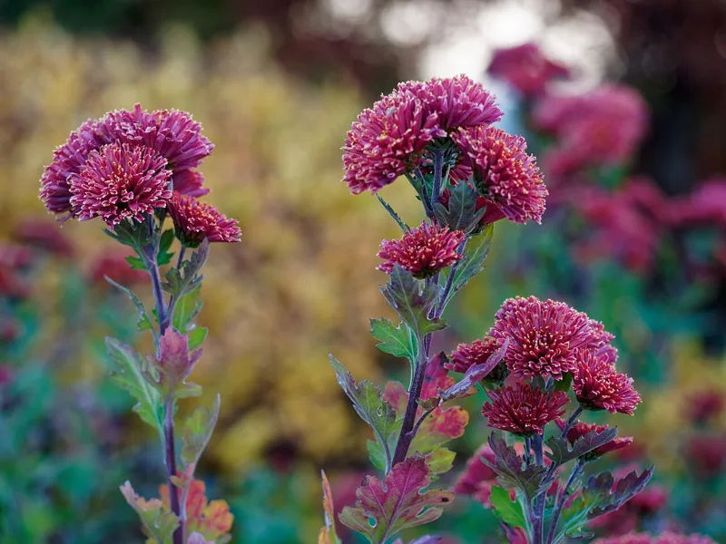 Garden mums (Chrysanthemum × morifolium) blooming in November in southeast Michigan