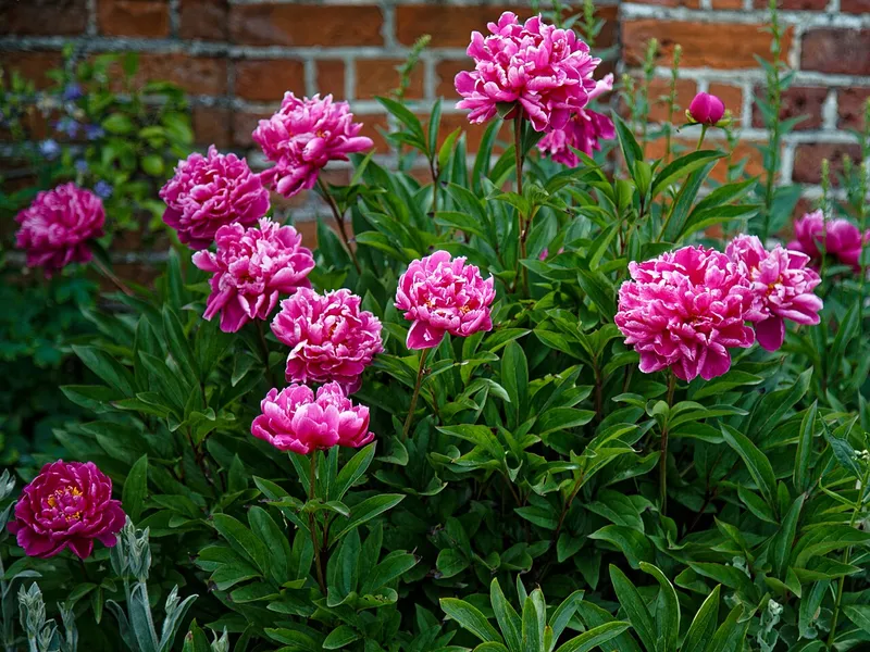 Peony (Paeonia lactiflora): plants in full bloom in late spring