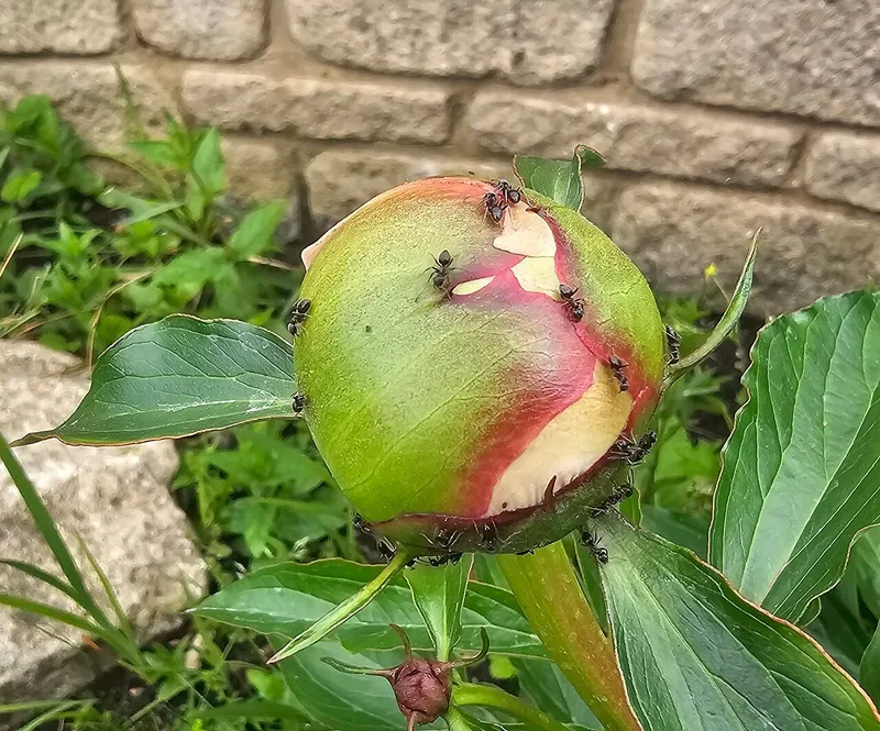 Peony (Paeonia lactiflora): flower bud with ants (harmless)