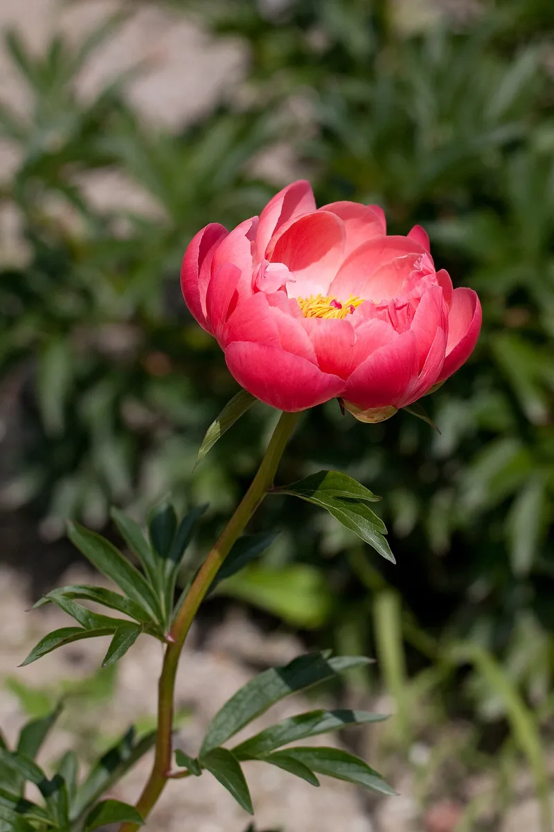 Peony (Paeonia lactiflora): 'Coral Charm', an early semi-double recommended for the South