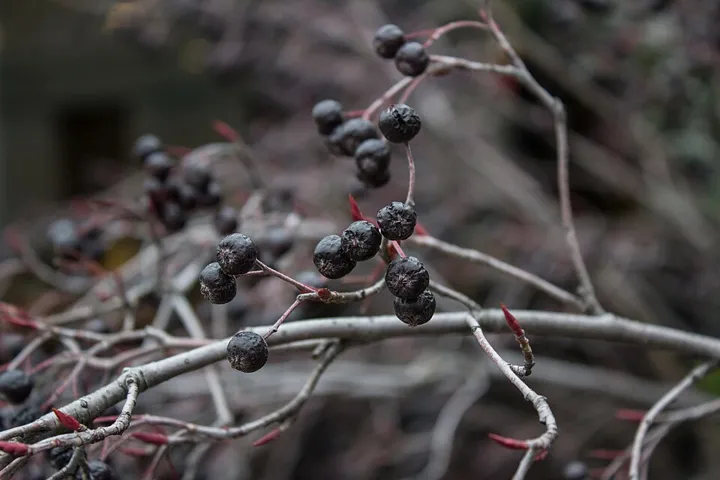 Black chokeberry fruit in fall