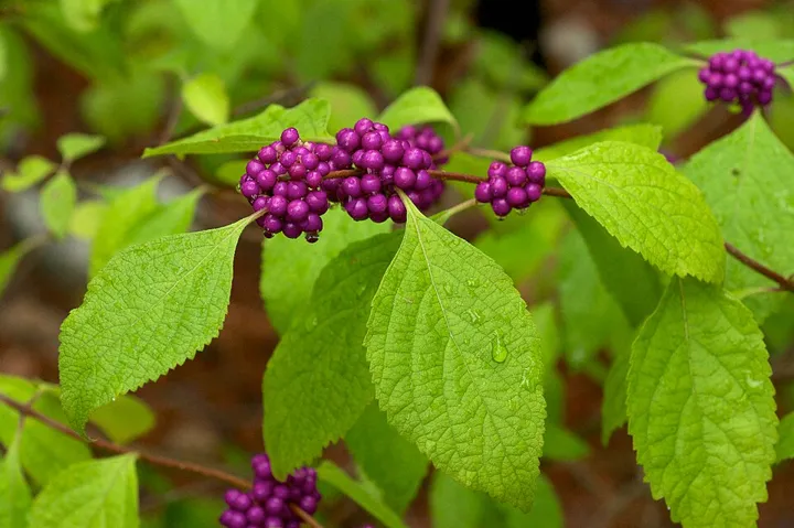 American beautyberry’s purple fruit