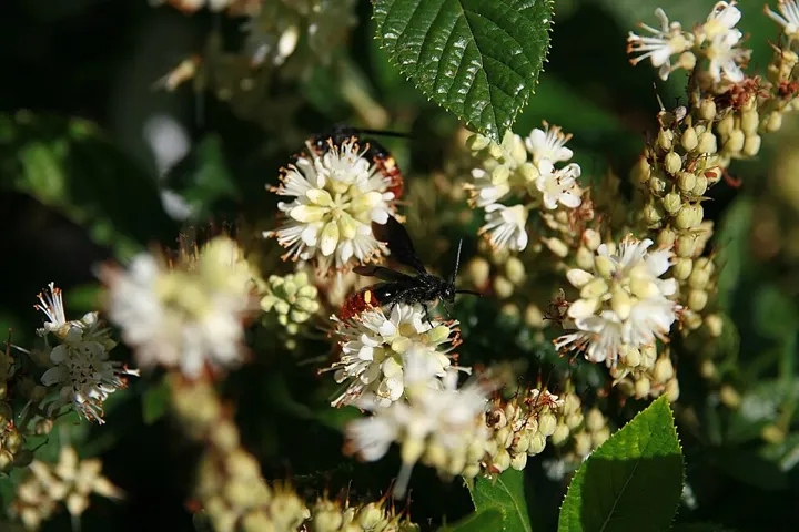 Summersweet flowers