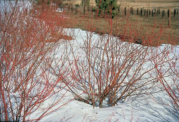 Red-osier dogwood stems in winter