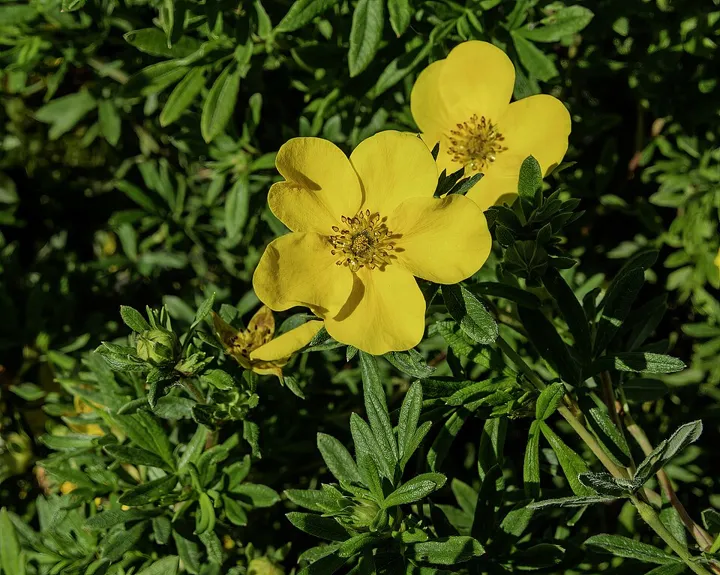 Shrubby cinquefoil ‘Goldstar’ in bloom