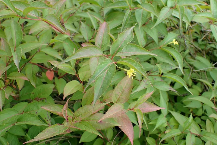 Northern bush honeysuckle foliage with reddish new leaves and small yellow flowers