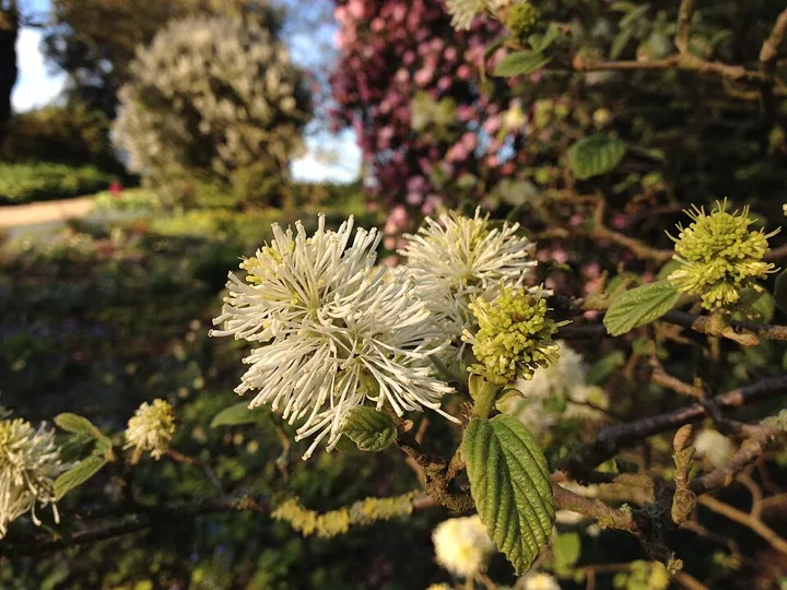 Dwarf fothergilla flowers and foliage
