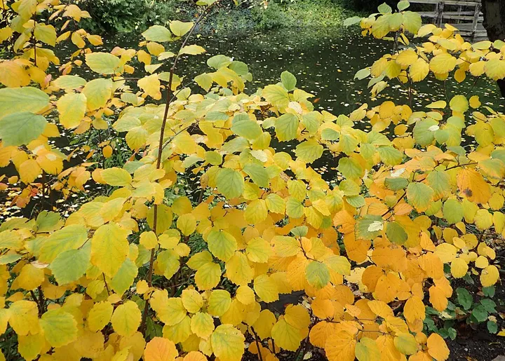 Large fothergilla in yellow-orange fall color
