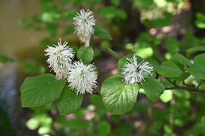 Large fothergilla’s bottlebrush flowers