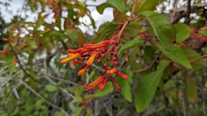 Firebush flowers