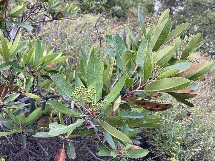 Toyon, a California native shrub
