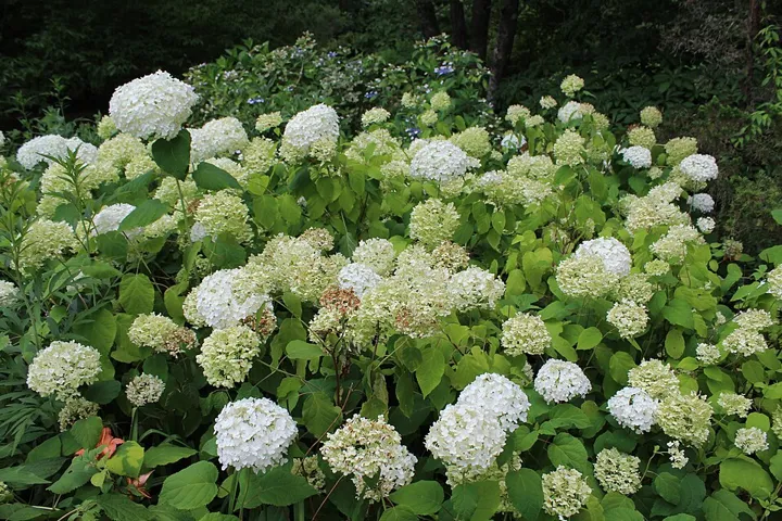 Smooth hydrangea ‘Annabelle’ in bloom