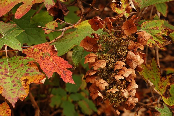 Oakleaf hydrangea in fall: red leaves and a dried flower head