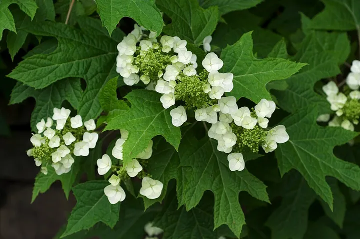Oakleaf hydrangea flowers and lobed leaves
