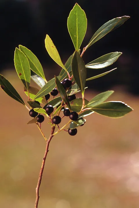 Inkberry’s black fruit and glossy evergreen leaves