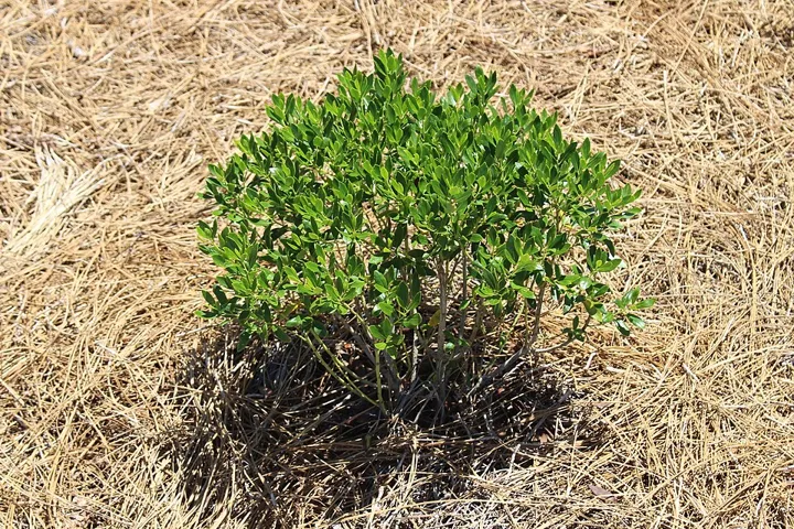 Inkberry ‘Shamrock’, a compact cultivar, mulched with pine straw