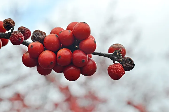 Winterberry ‘Winter Red’ berries