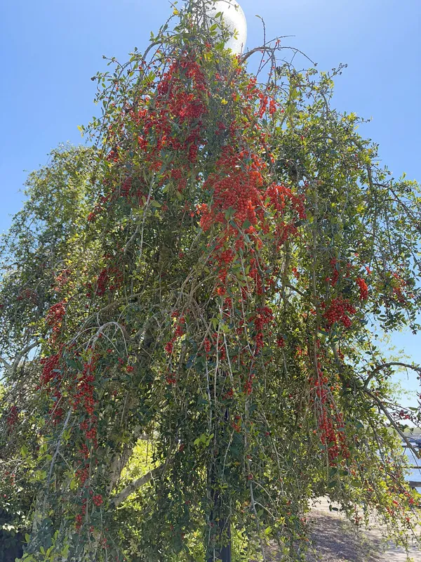 A weeping yaupon holly cultivar with red berries