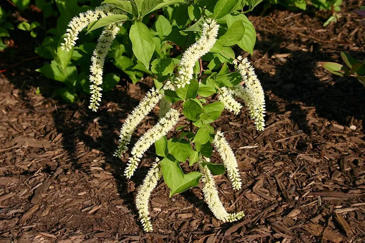 Virginia sweetspire flowers