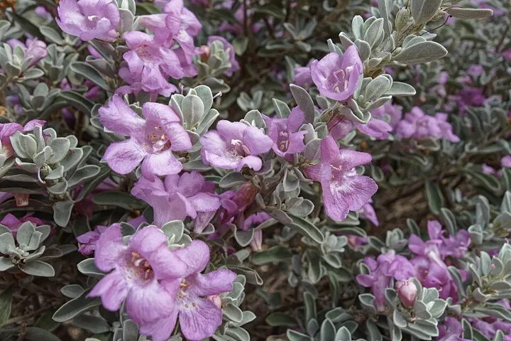 Texas sage in bloom