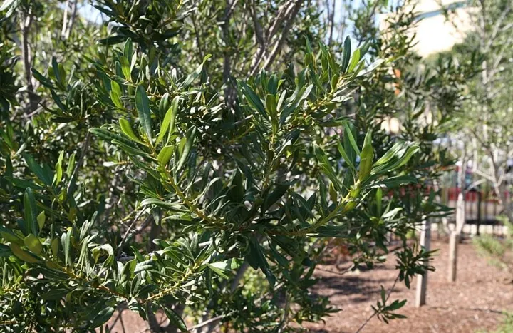 Wax myrtle’s narrow evergreen leaves