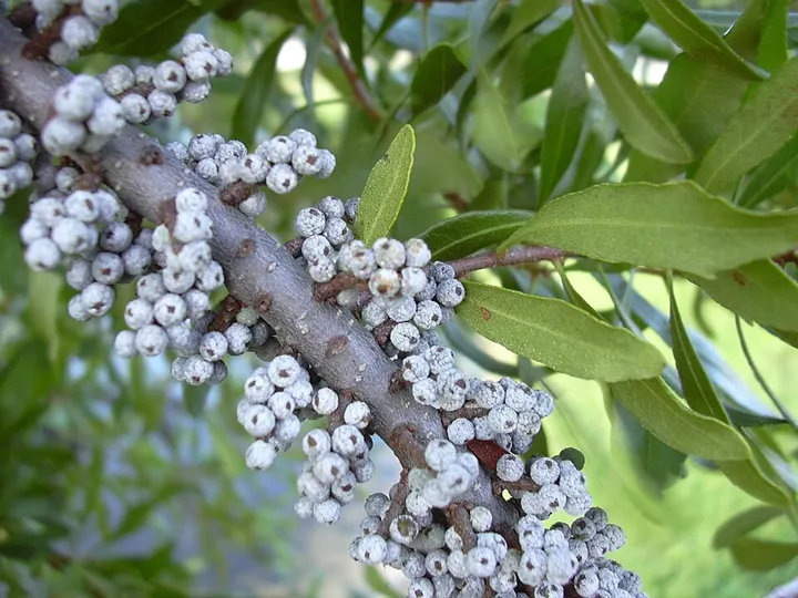 Northern bayberry’s waxy gray fruit