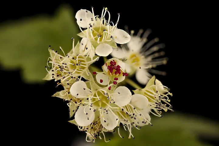 Common ninebark flower cluster
