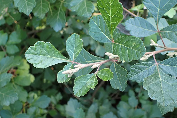 Fragrant sumac leaves
