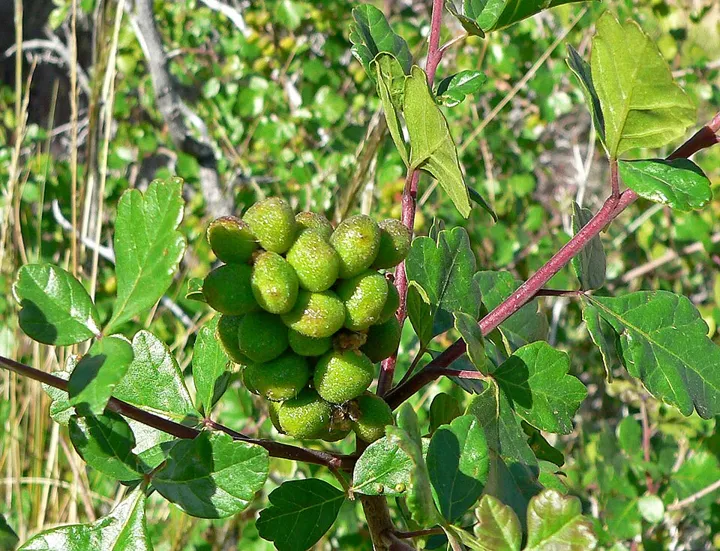 Skunkbush sumac with unripe fruit
