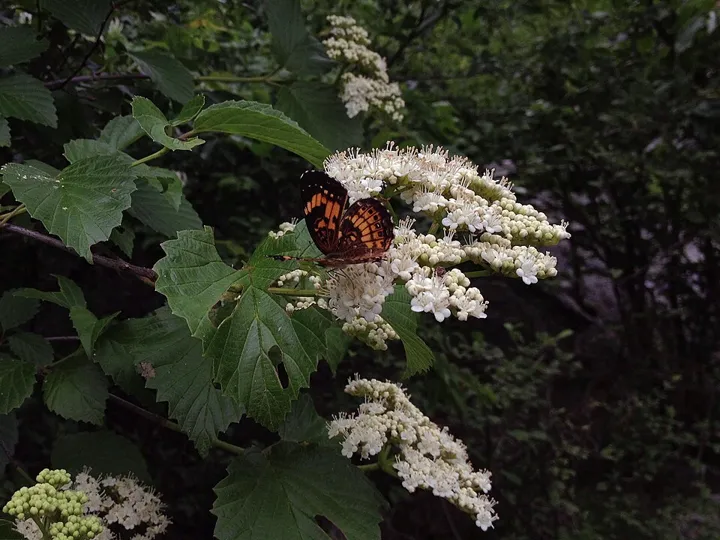 Arrowwood viburnum’s flat white flower clusters, with a butterfly