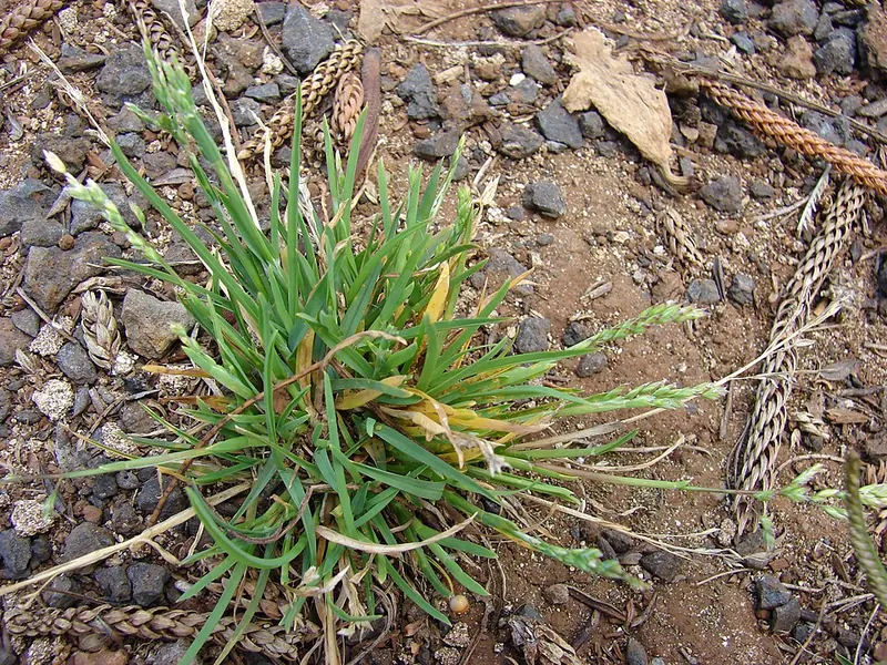 Annual Bluegrass (Poa annua): tufted plant