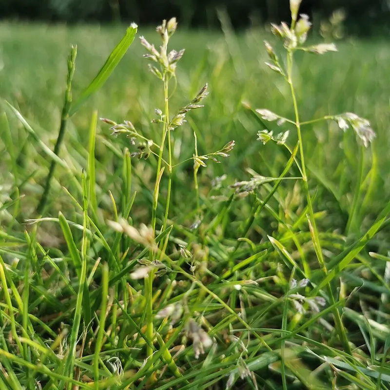 Annual Bluegrass (Poa annua): seed heads in turf