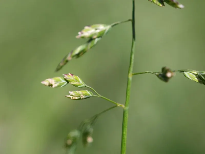 Annual Bluegrass (Poa annua): seed head close-up