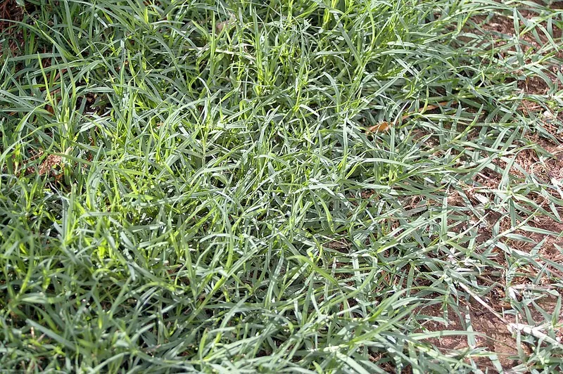 Bermudagrass (Cynodon dactylon): creeping patch