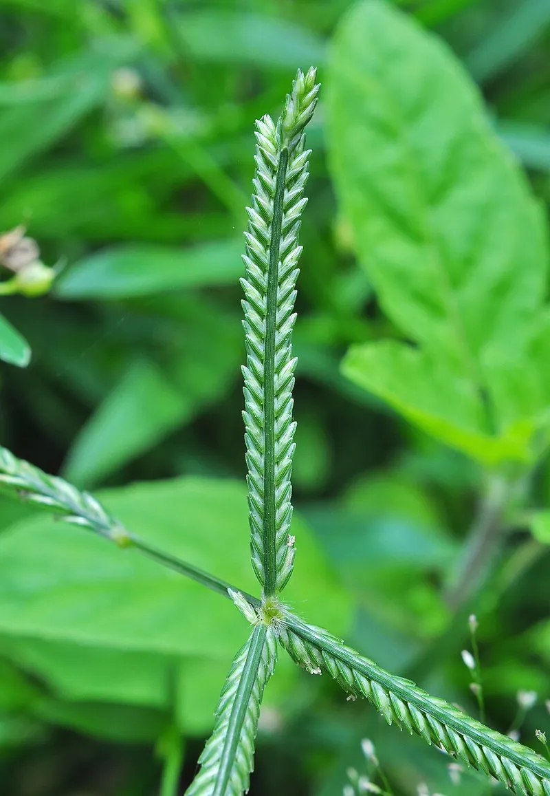 Bermudagrass (Cynodon dactylon): finger-like seed head