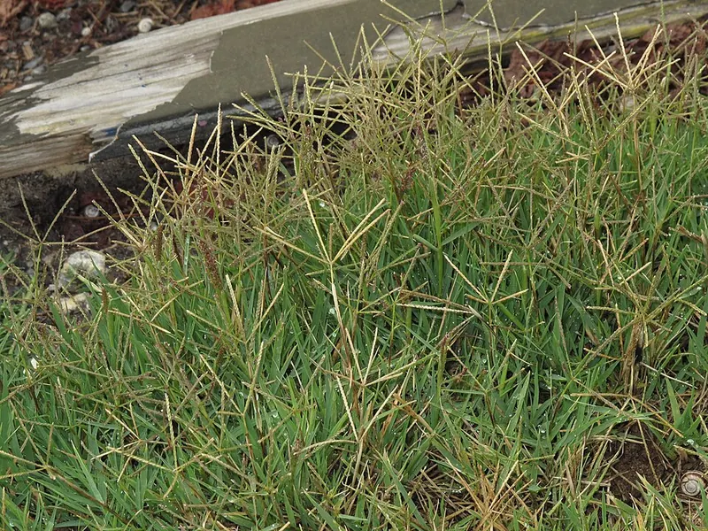Bermudagrass (Cynodon dactylon): runners along a border